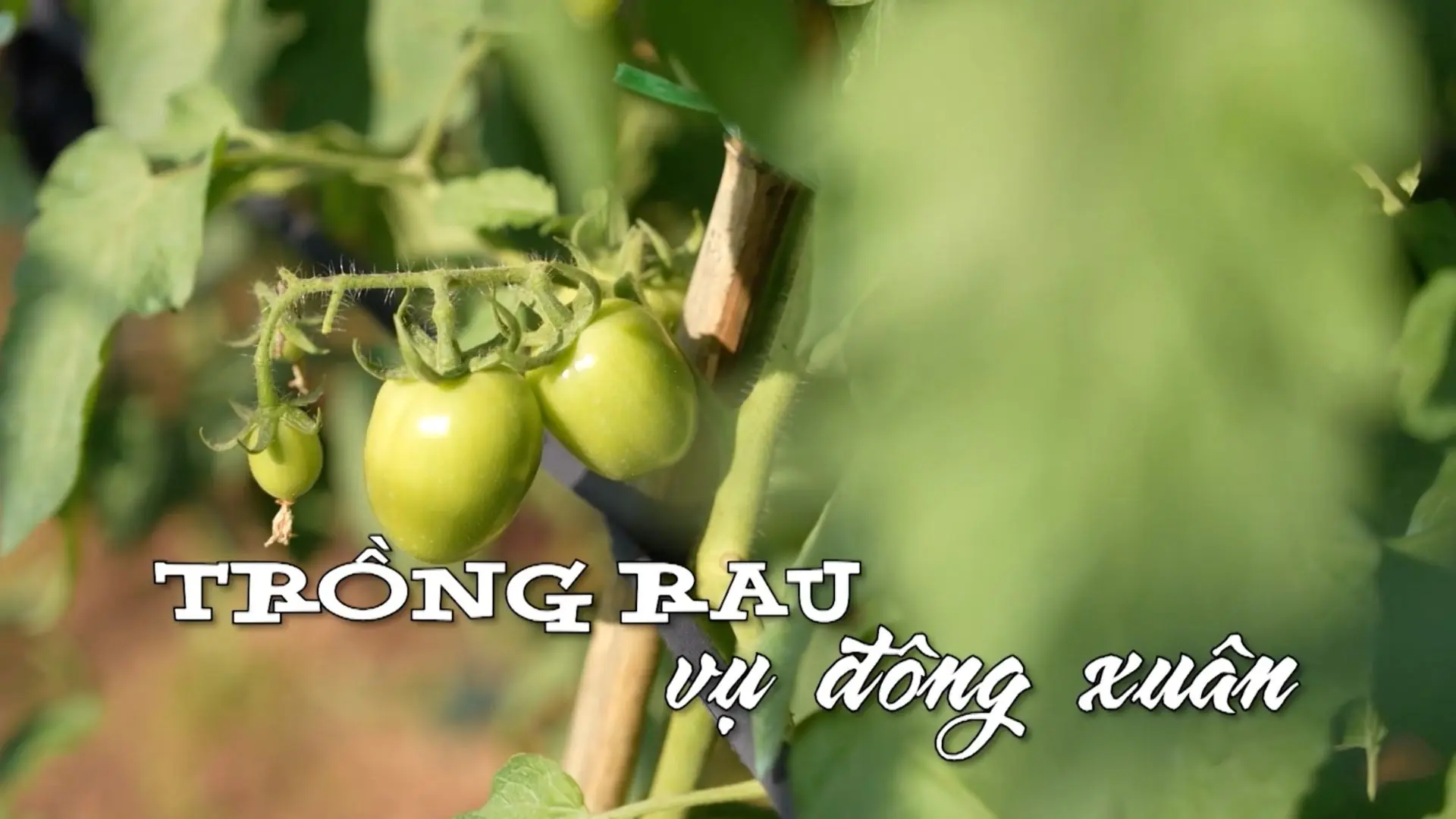 Trồng rau vụ đông - xuân | Nhịp sống Hà Nội | 01/12/2025